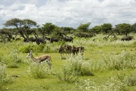 Namibia_Safari